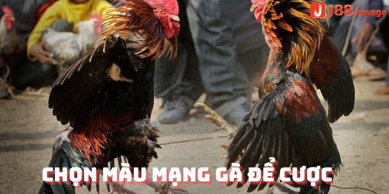 Chọn màu mạng gà để cược