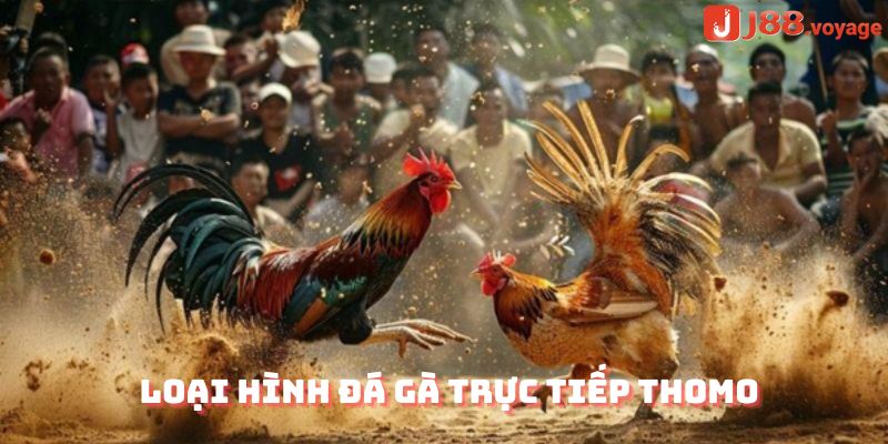 Loại hình đá gà trực tiếp thomo