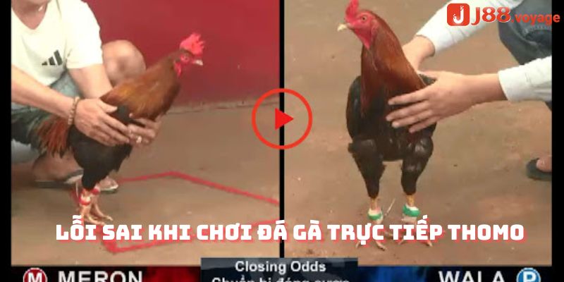 Lỗi sai khi chơi đá gà trực tiếp thomo